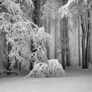 Dernière Chance Perfect winter