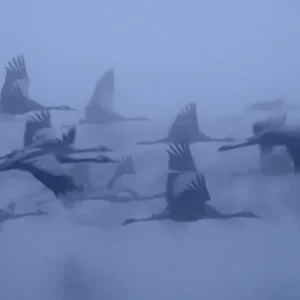 Cranes in the fog Authentique