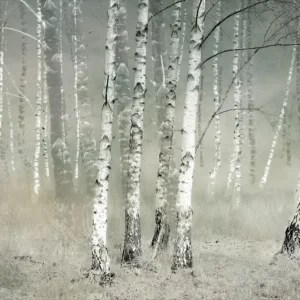 Expédié Aujourd'hui Birches a Silent Morning