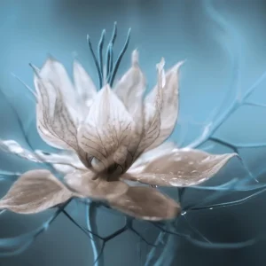 *Nigella* Achetez Aujourd'hui