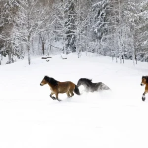 Acheter Direct Horses Galloping in the Snow