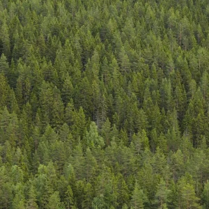Achat Immédiat Fir Forest in Dalarna Sweden