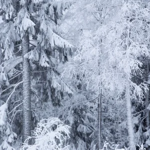 Acheter En Ligne Frosty Winter Trees in the Forest