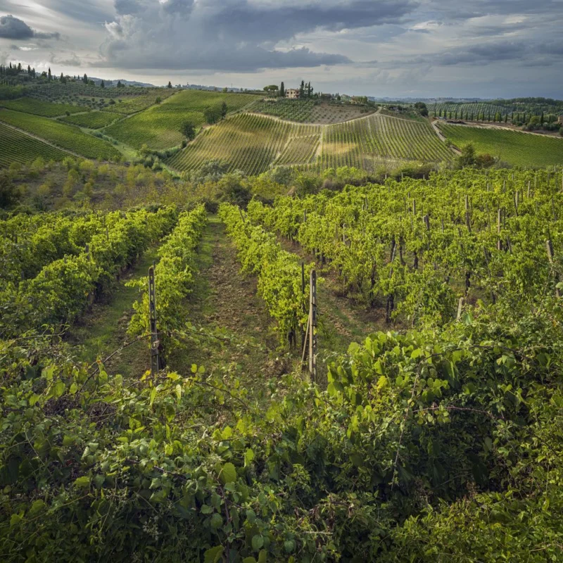 Vineyards in Tuscany Nouvel Arrivage