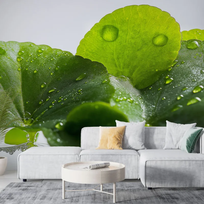 Papier peint feuillage Feuilles vertes avec gouttes d‘eau scintillantes Prix Promo